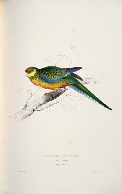 Platycercus Icterotis by Edward Lear